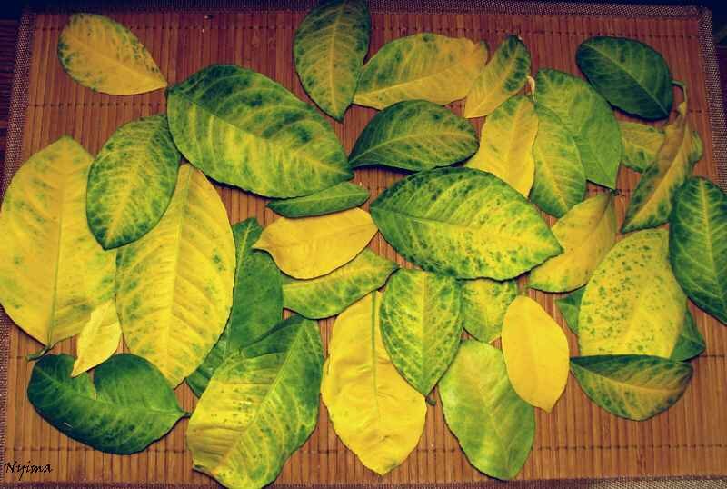 Фото с сайта http://forum.homecitrus.ru/