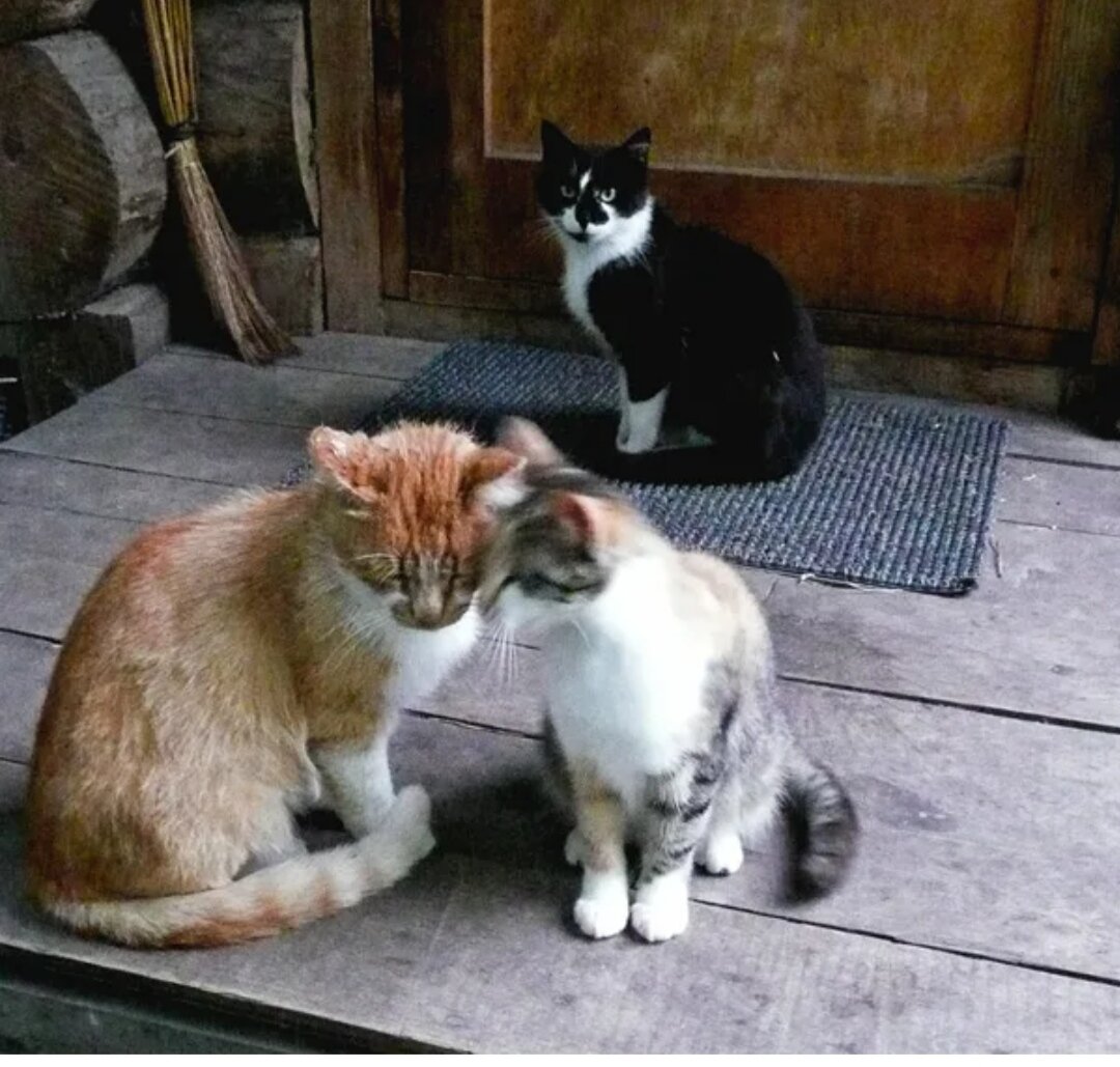 Кот ревность. Ревную котенка. Кот хакер. Завистливый кот. Кот завидует.