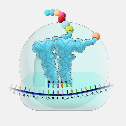 тРНК. Иллюстрация: genome.gov