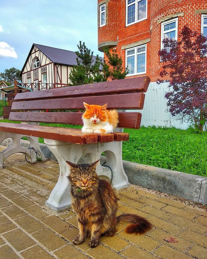 Зеленоградск город кошек фото Город кошек Зеленоградск, музей "Мурариум" и его символ - кот Семён Семёнович. Э