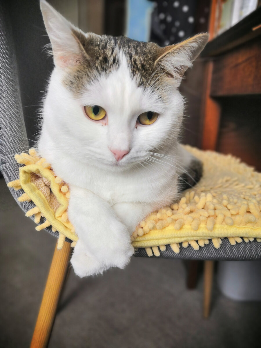 Это вот Китино любимое место в квартире и любимая подстилка, её она тоже отжала, как и стул😁