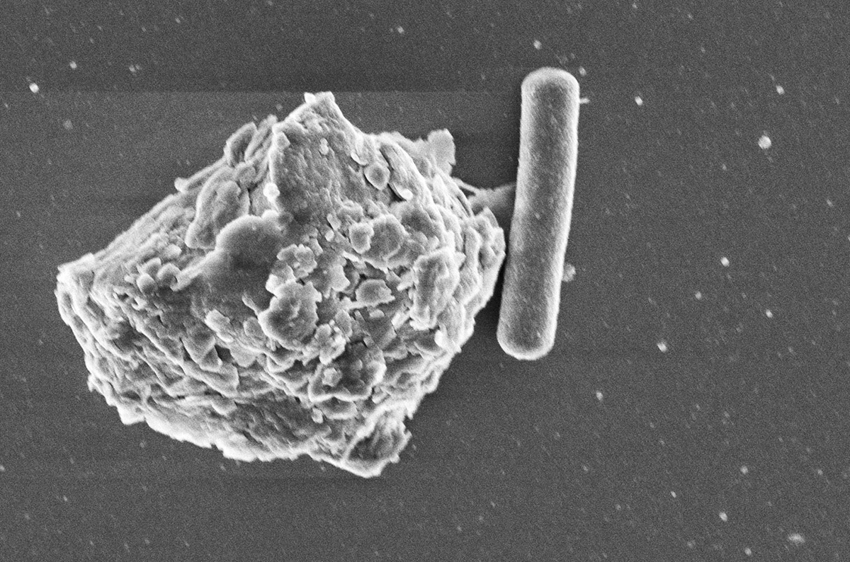 Целлюлоза (слева) и кишечная бактерия Eubacterium hallii. Фото: Itzik Mizrahi
