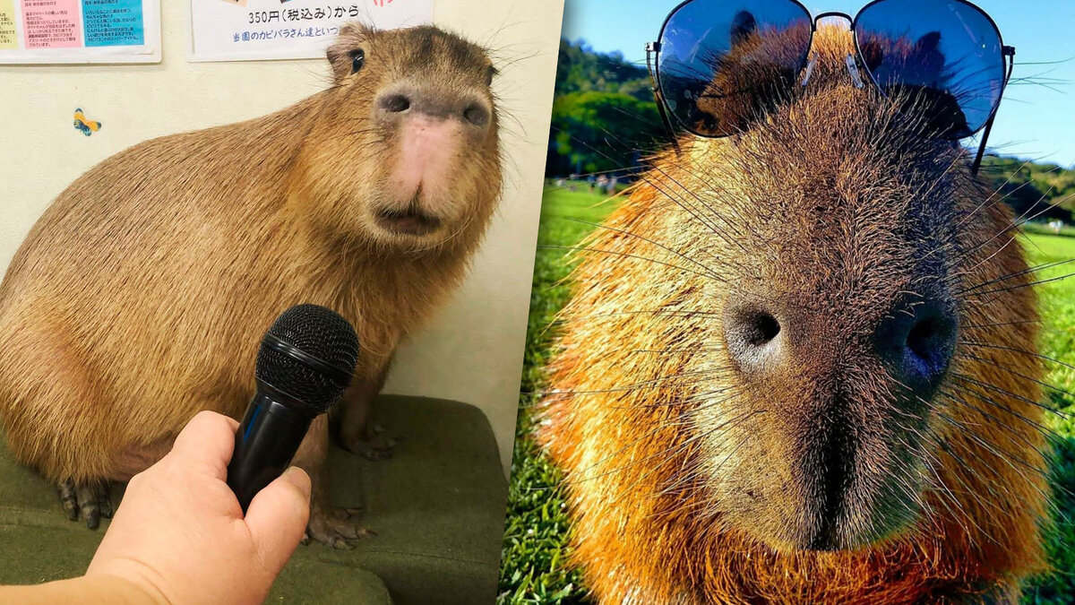 Капибара (фото с просторов интернета)