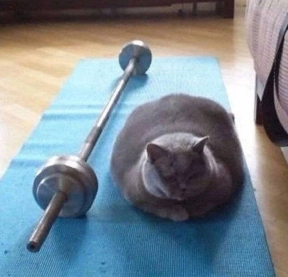 Котик со штангой