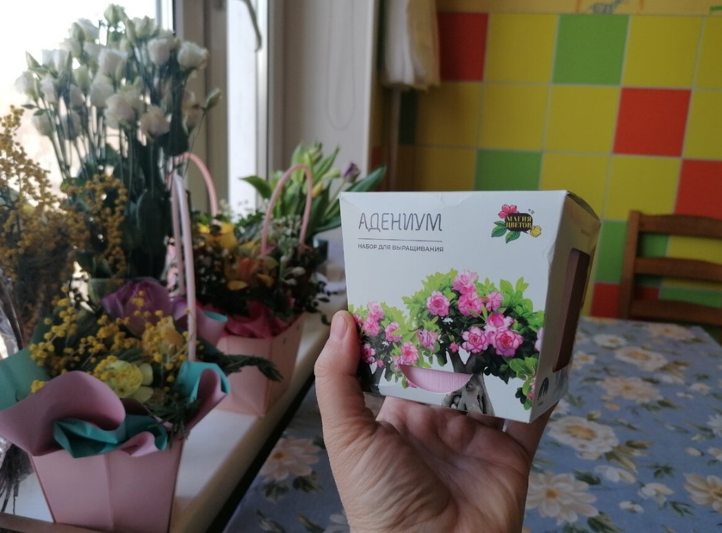 Набор для посадки Адениумов в коробочке из книжного магазина. Фото автора @Маша Генералова 