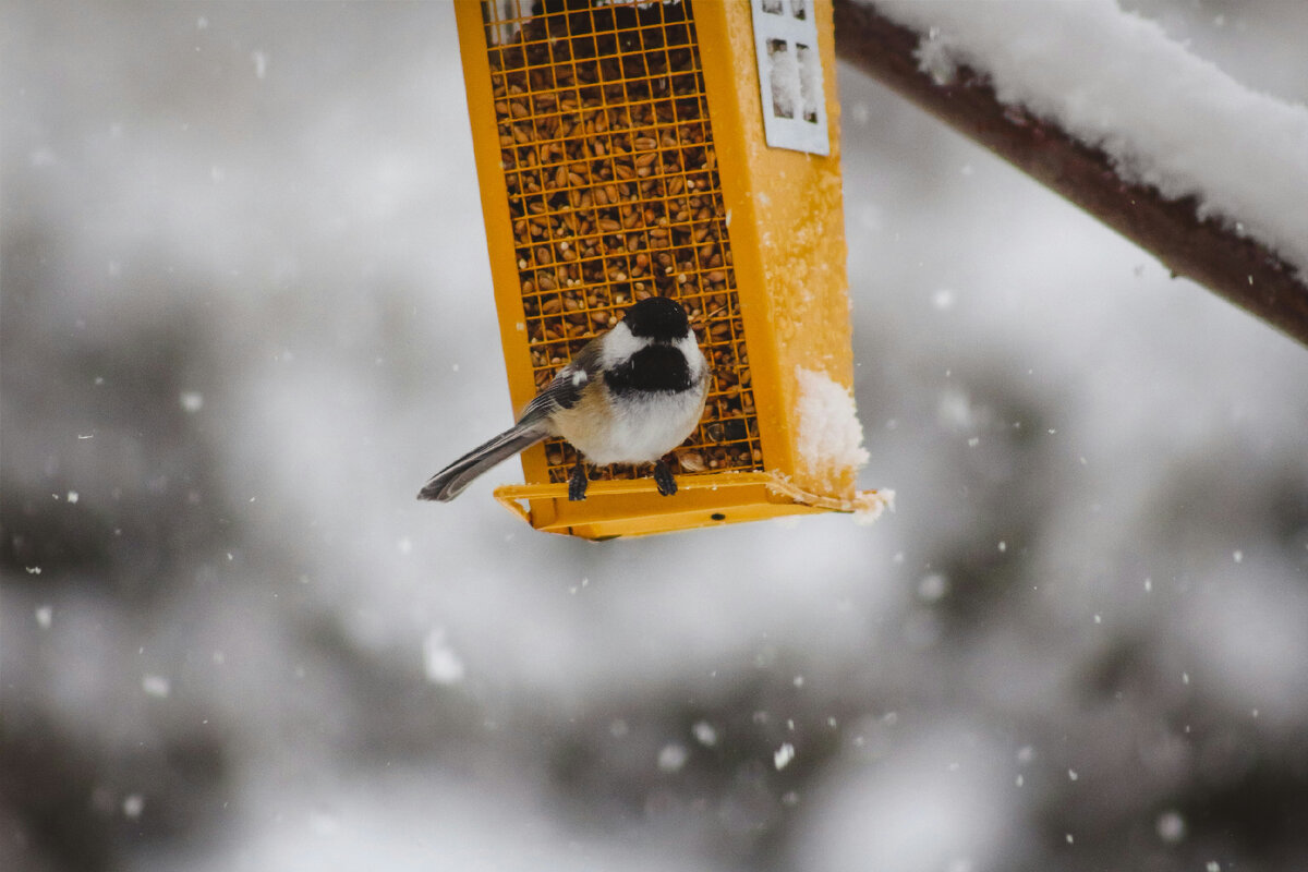 Картинка с бесплатного фотостока https://unsplash.com, автор Sigmund
