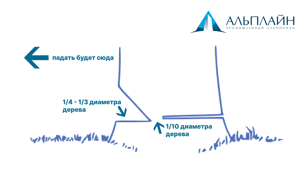 🌲 Валка деревьев бензопилой. Этапы и советы. 🪚 | Альплайн | Промышленный  альпинизм | Дзен