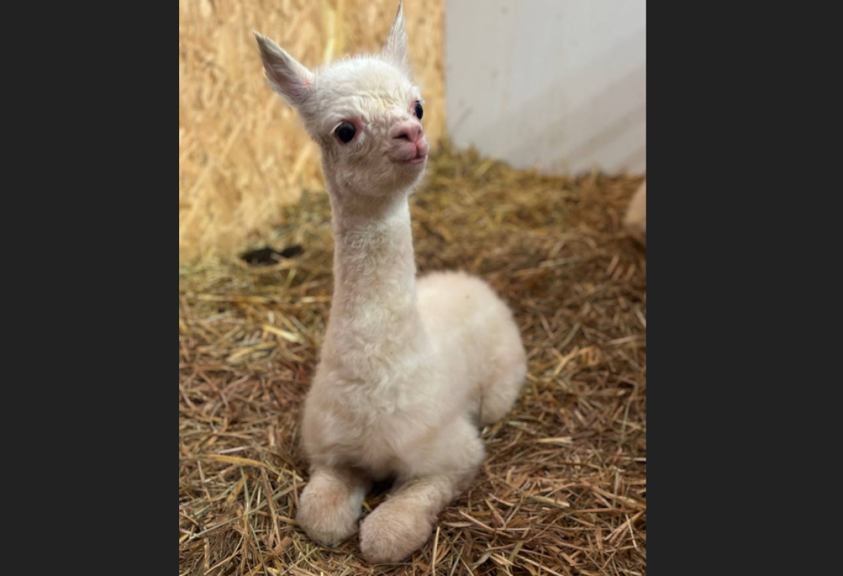    В горах Сочи за один день родились альпака и овечка