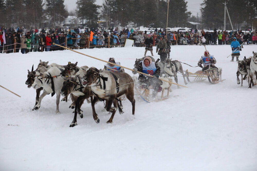    В Сургутском районе отменили слет оленеводов, рыбаков и охотников
