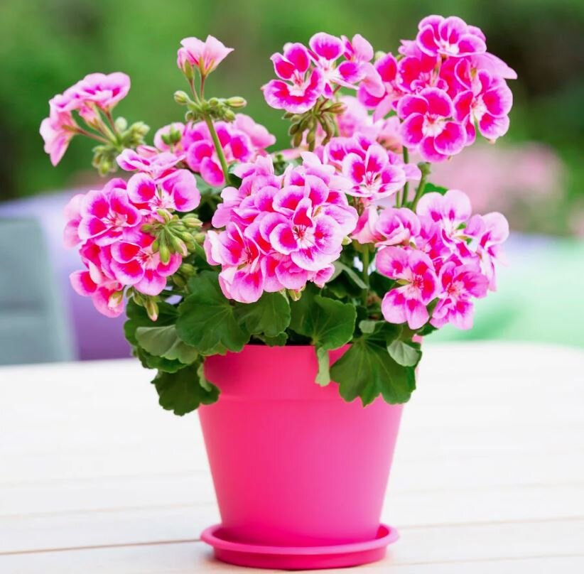 фотографии из Яндекс.Картинок