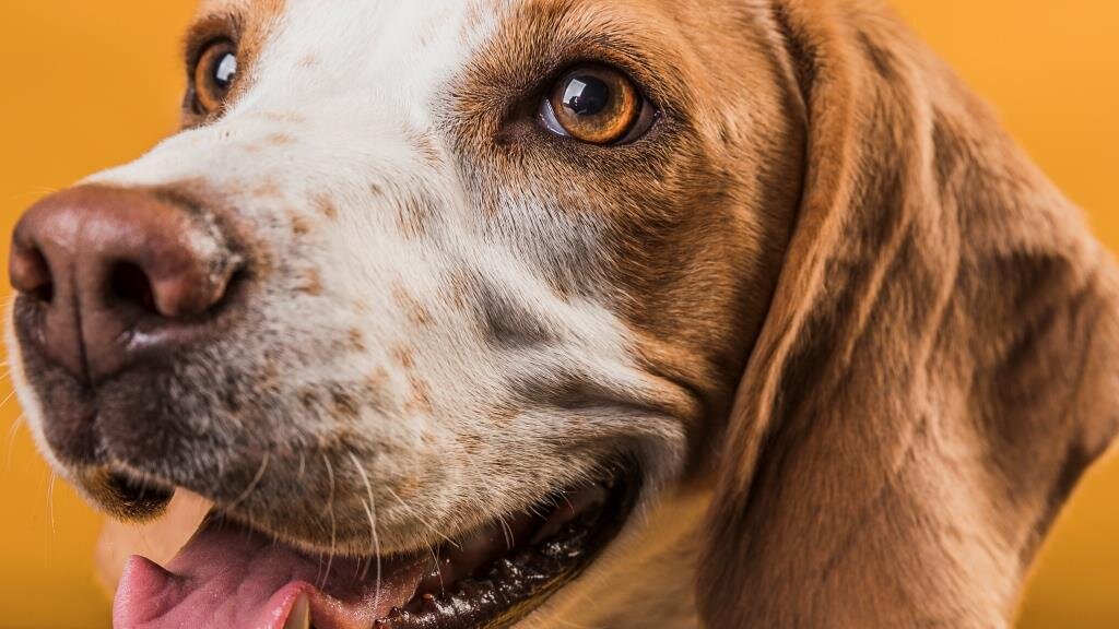 Изображение от Freepik