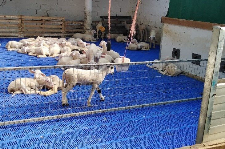 Автоматизация выпойки ягнят