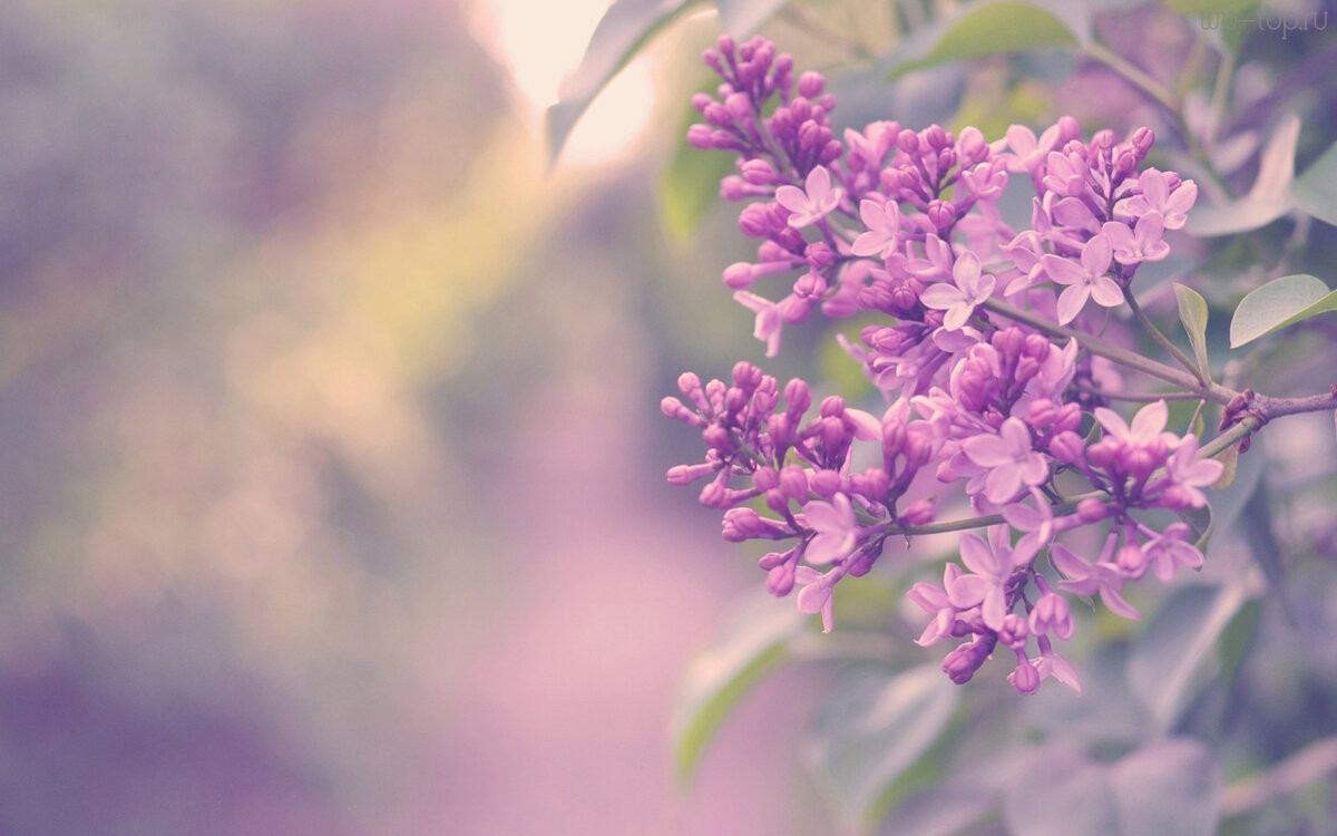 Сирень весной