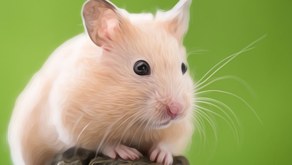 Очень похож на моего первого хомячка))