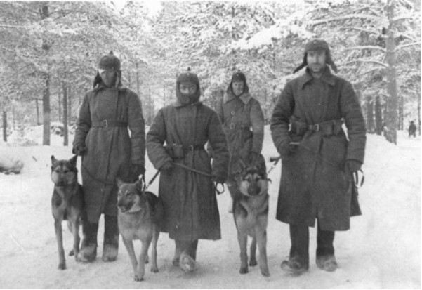 Патруль с собаками во время патрулирования местности. 1941 год