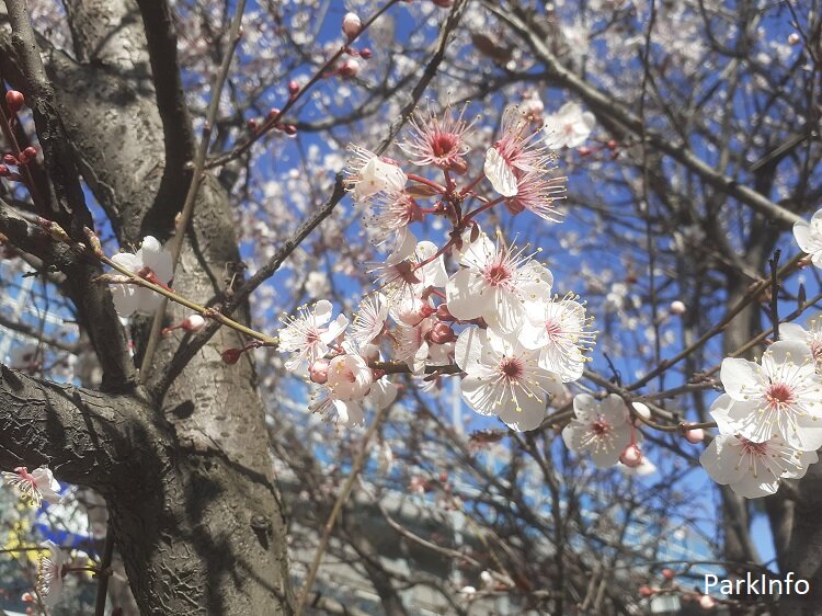 Источник: ИА ParkInfo