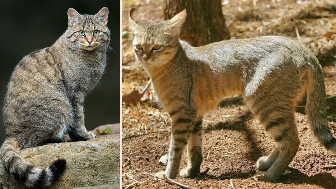 Лесной кот (Felis Silvestris), степной кот