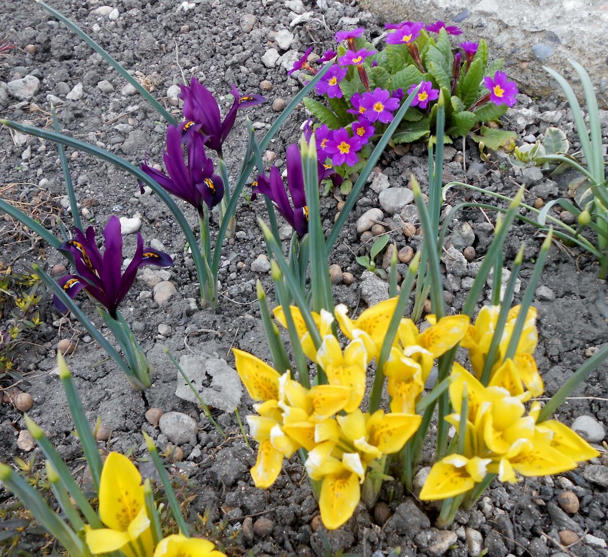 Мои первенцы