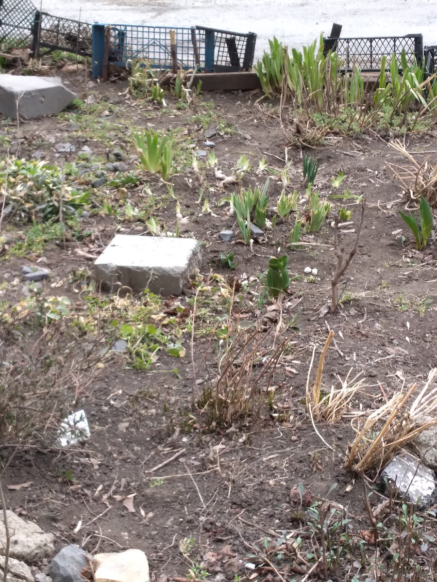 И даже ирисы зеленые,но как будут цвести ,после такой зимы