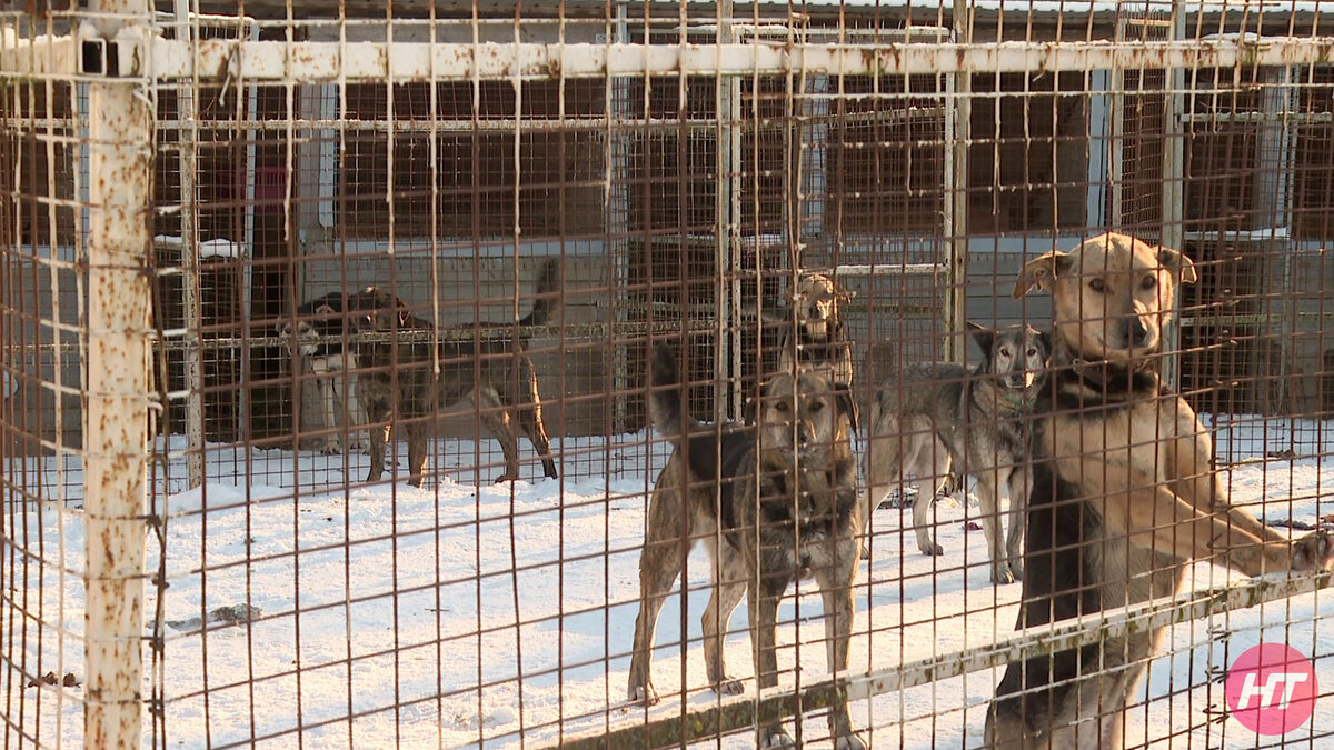 Фото: кадр из сюжета НТ