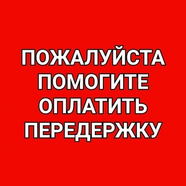 Пожалуйста, помогите оплатить передержку для бездомных собак — Хаси и ...