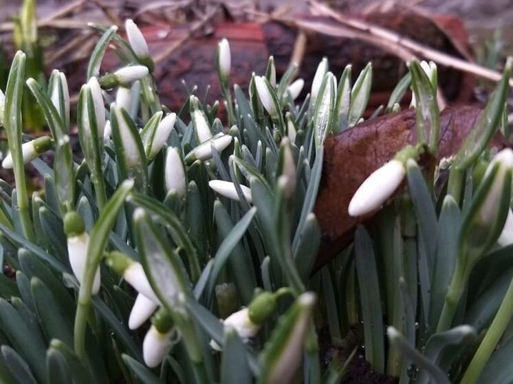     Если веточку вербы поставить дома на столе – она выгонит со двора все скорби и тяготы и принесет счастье. фото: мк в ленобласти