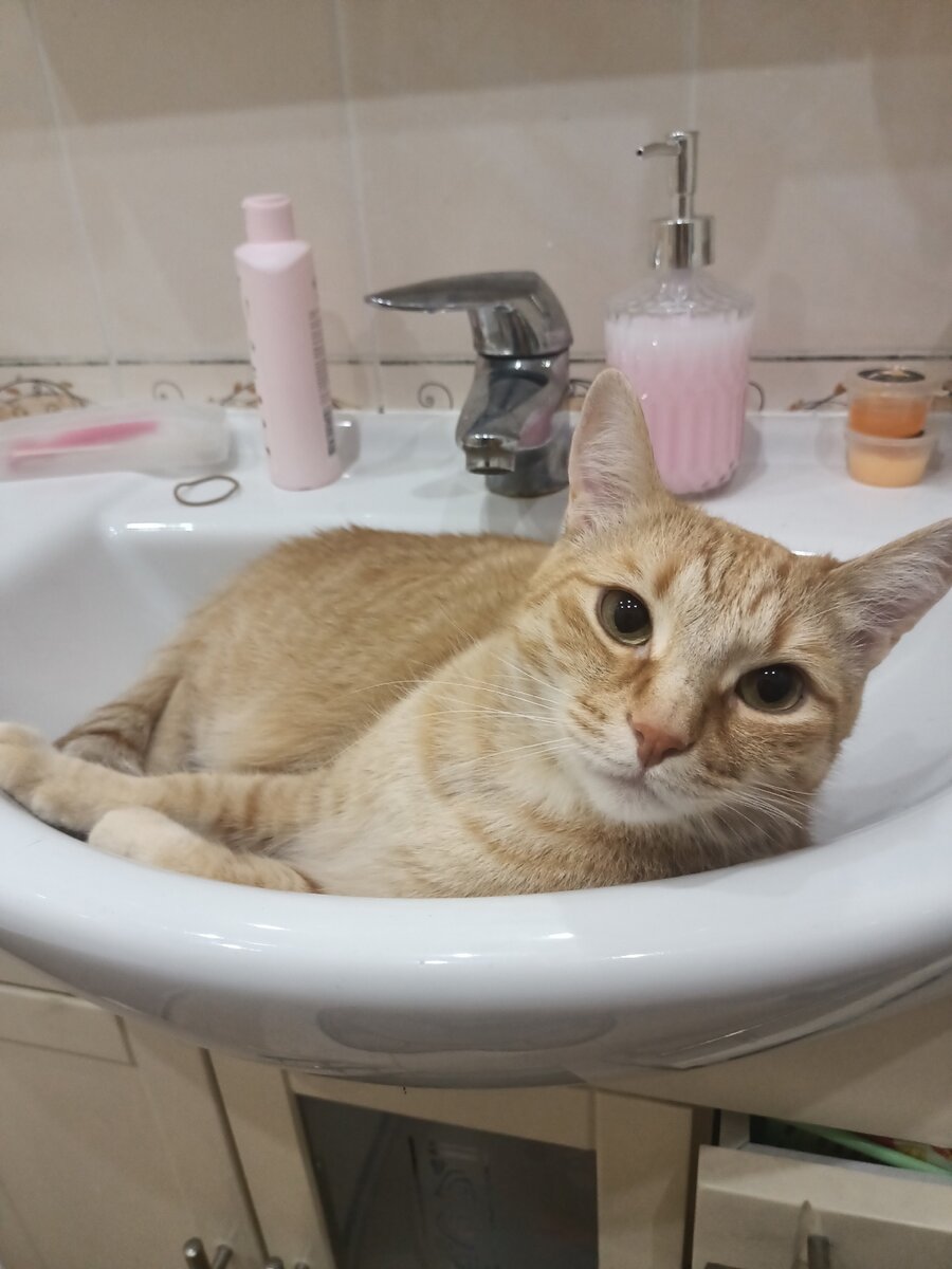 Симба для украшения статьи. 