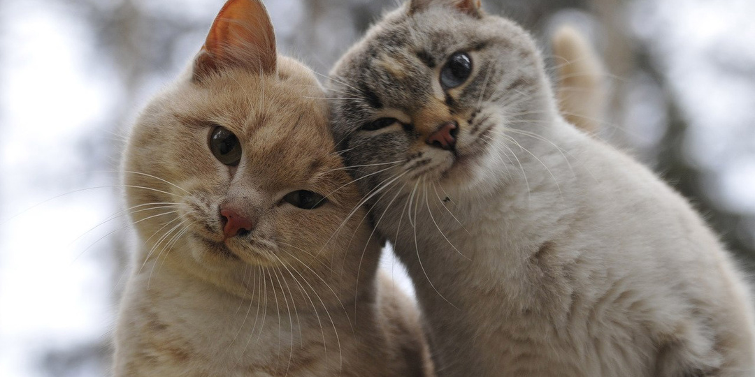 Кто лучше – кот или кошка? Вернее, кого лучше завести