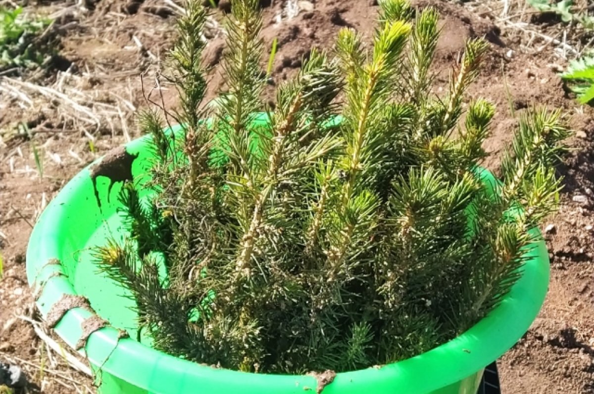    Крымчане подарили псковичам саженец крымской сосны на выставке "Россия"