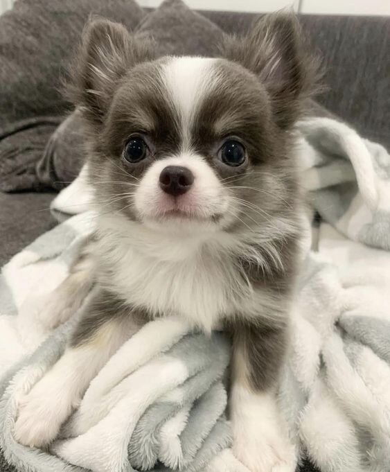 Длинношерстный Чихуахуа