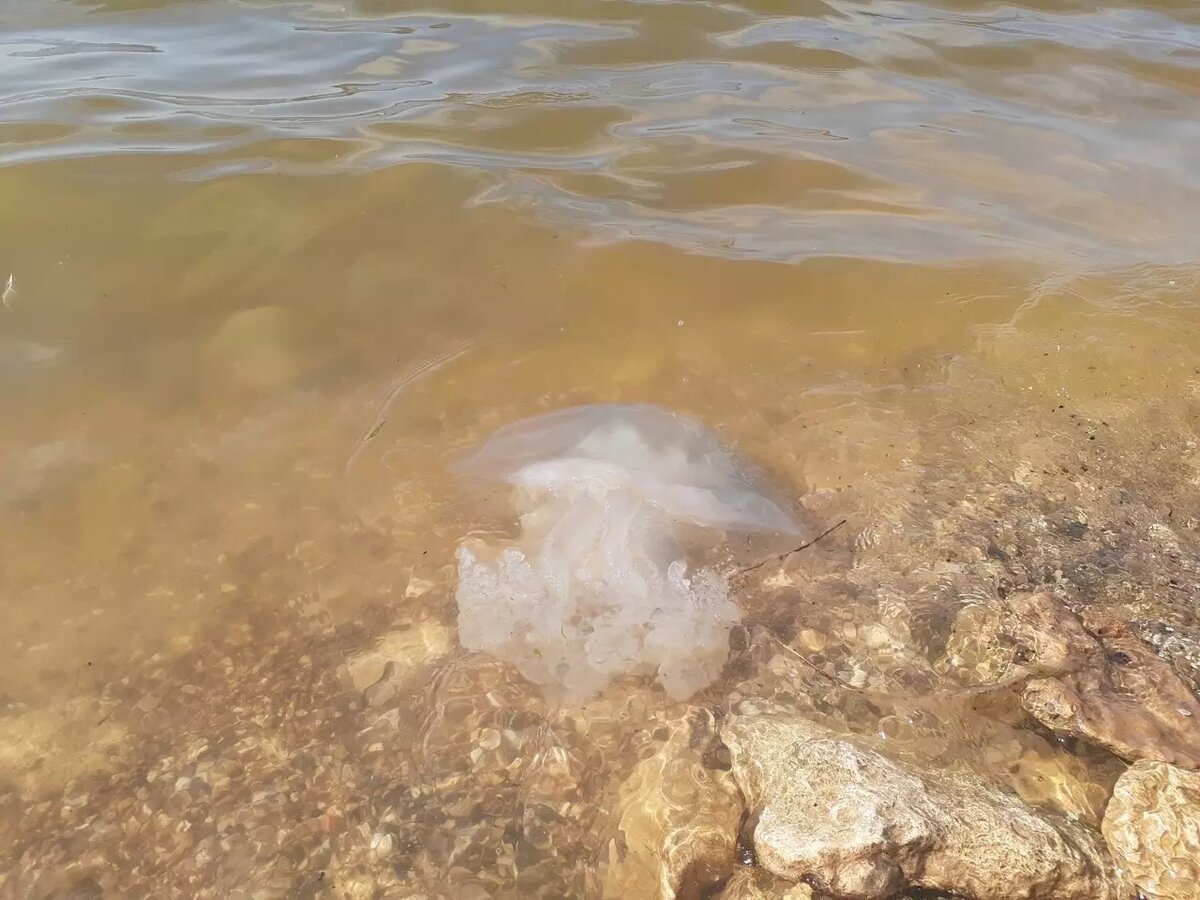 Какие медузы жалят в азовском море