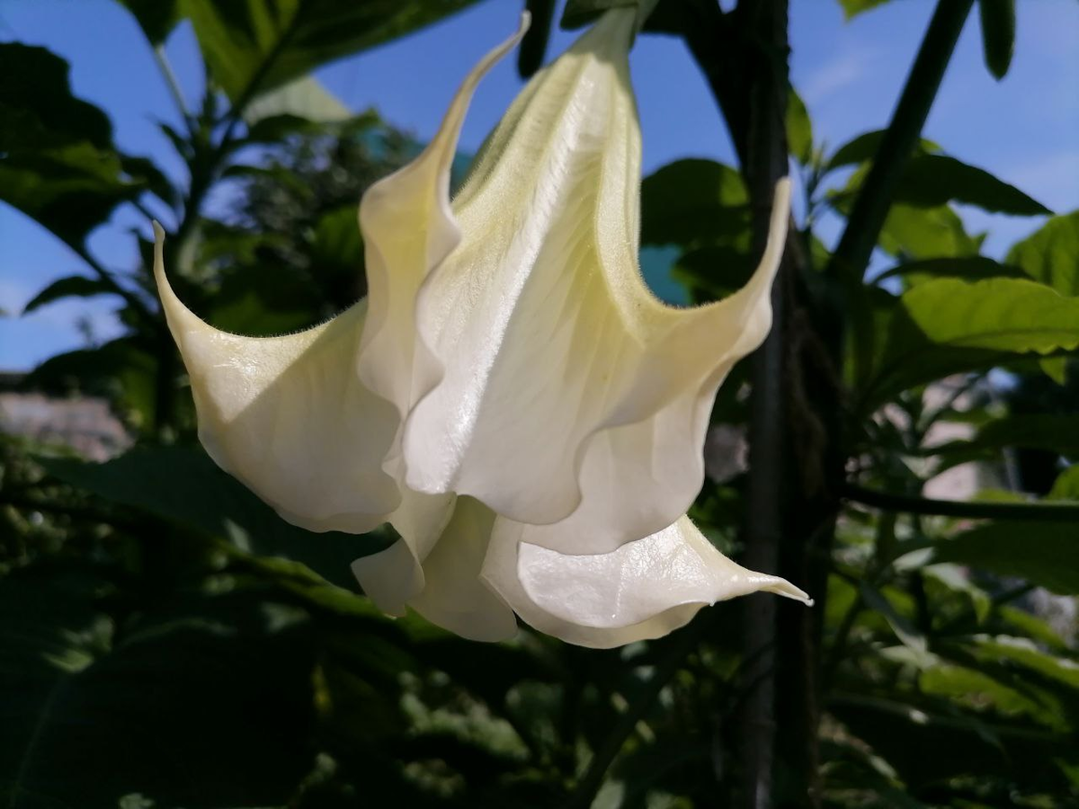 Цветет бругмансия из семян, фото автора