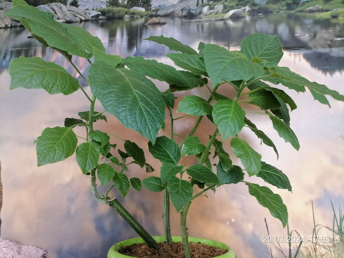 Бругмансия в домашних условиях, фото автора