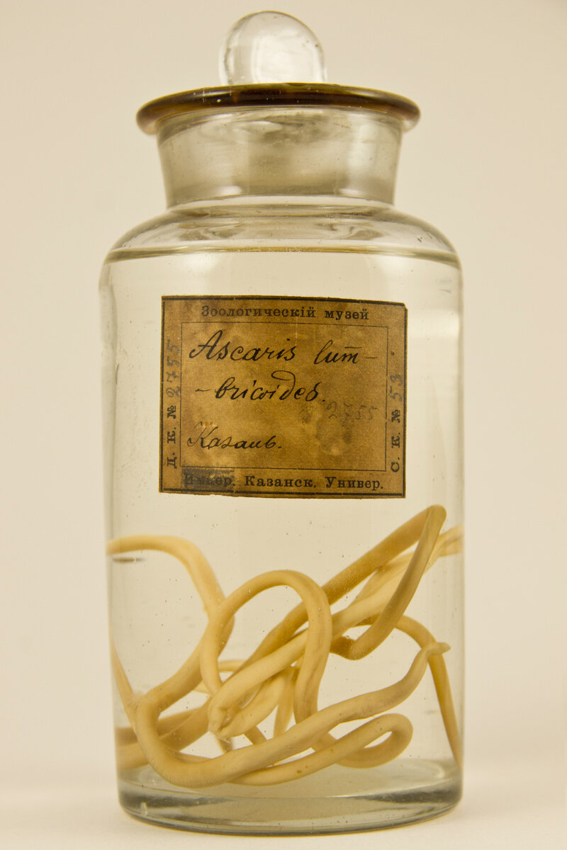 Аскарида человеческая из коллекции Зоологического музея и гербария им. Э.А.Эверсмана