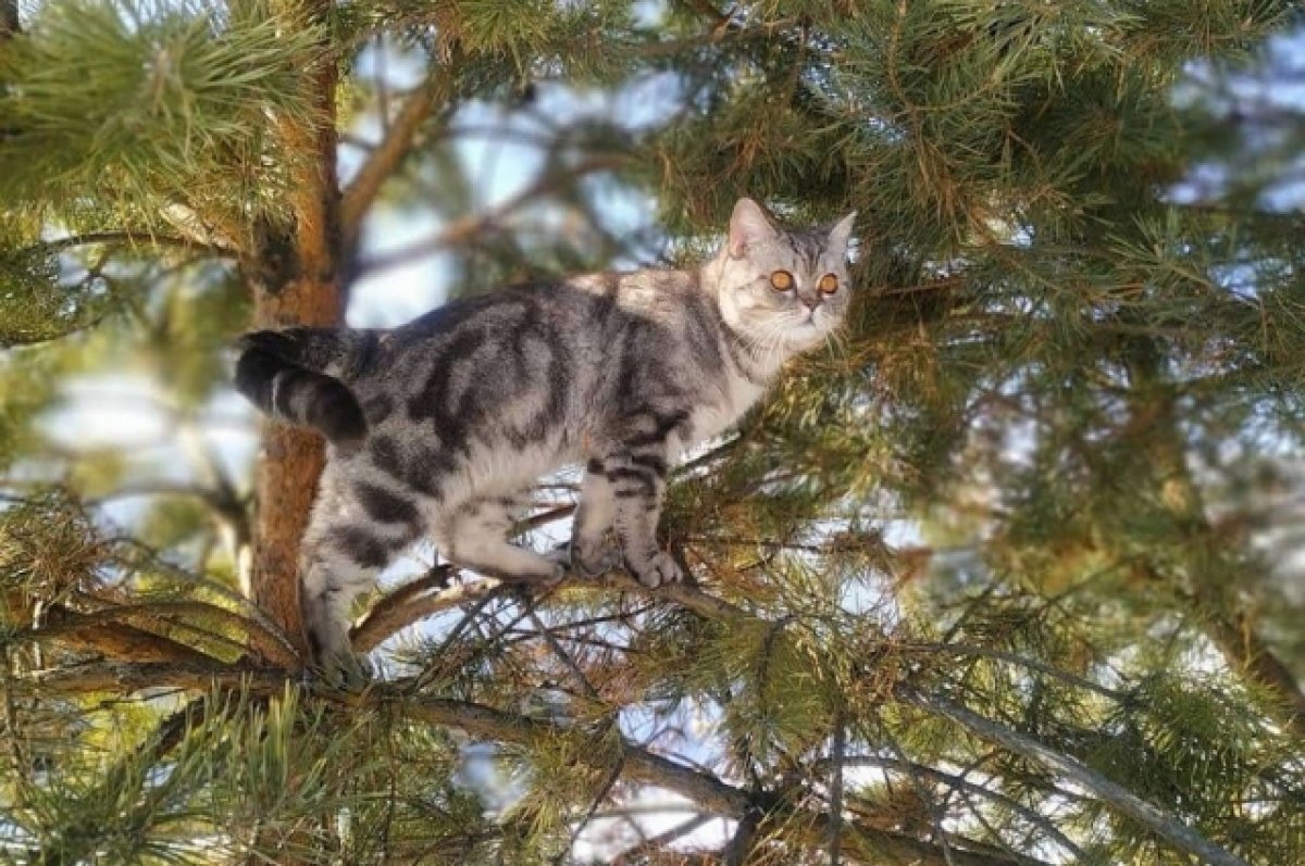    «Сломан позвоночник и ребра».