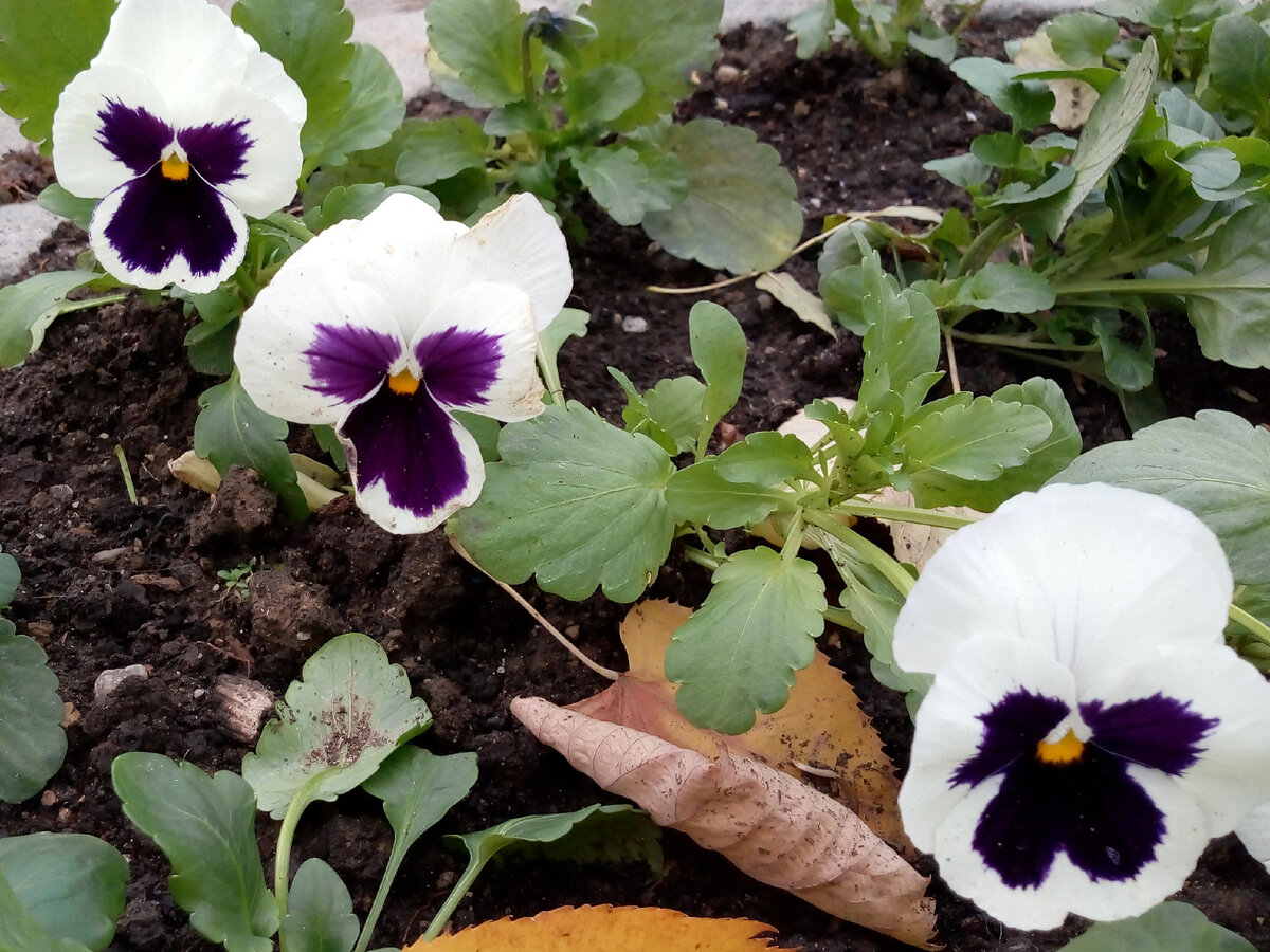 Анютины глазки в январе