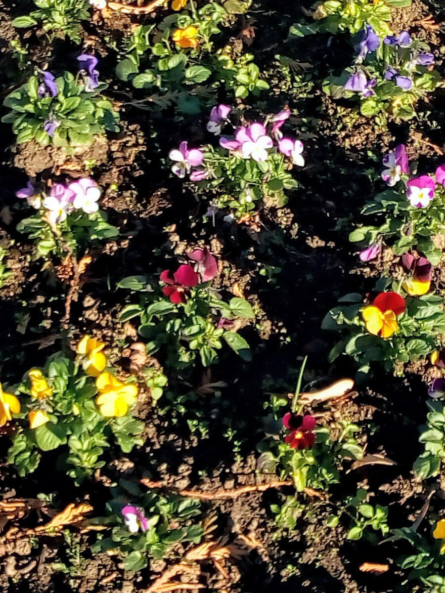 Клумба в Ягодине в феврале