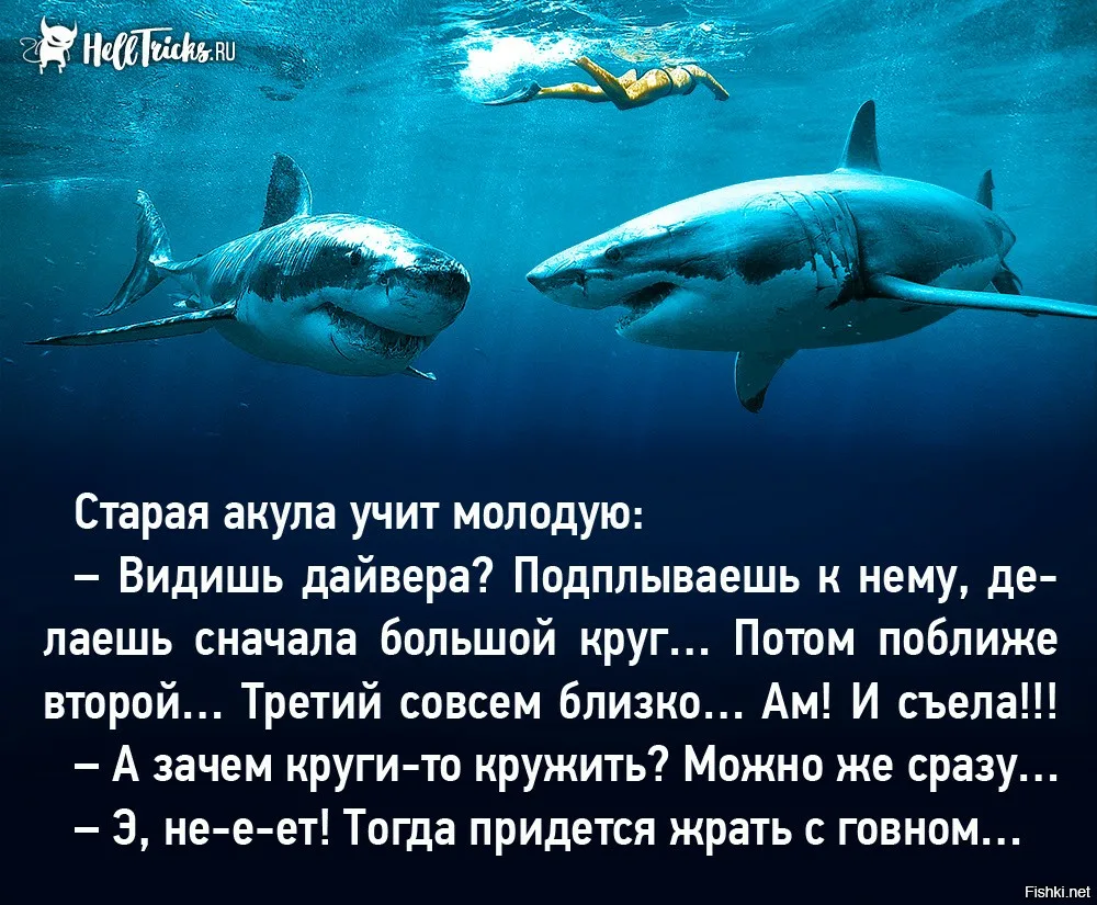 Шутки про акул. Анекдот про акулу. Акула прикол. Старая акула учит молодую акулу.