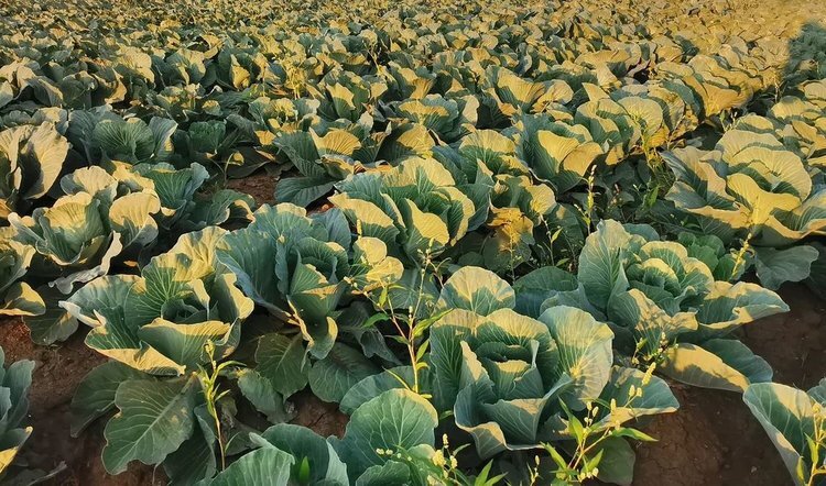    Малая посевная кампания с кассетной рассадой стартовала в Сахалинской области