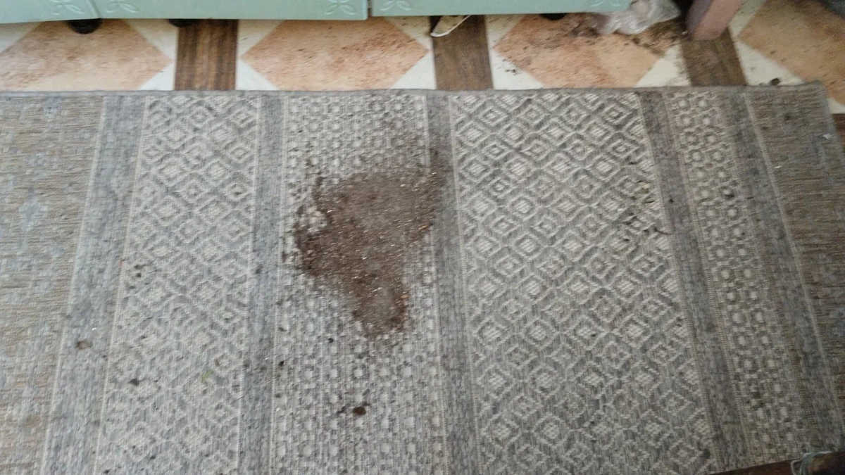 Погром на кухне и другие шалости Анфисы | Мадам из курятника | Дзен