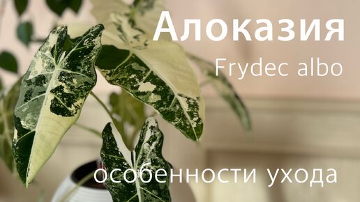 №106. Алоказия Frydec albo (Фрайдек). Особенности ухода. Как нарастить много ярких крупных листьев.