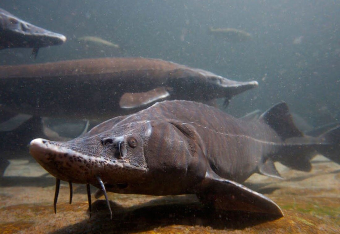 Один из самых древних видов на Земле