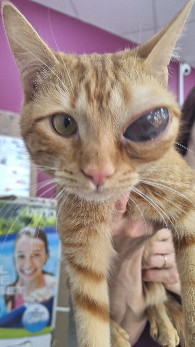 Хозяйский кот