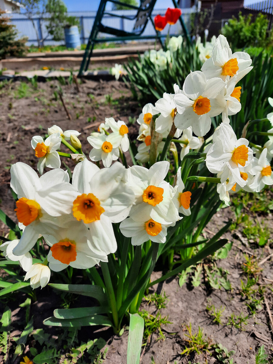 Мои нарциссы. Названы так в честь юноши Нарцисса, влюбившегося в собственное отражение в воде. Цветок самовлюблённых эгоистов?