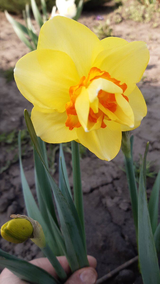 Нарциссы - мои самые любимые цветы. Но это совсем другая история.