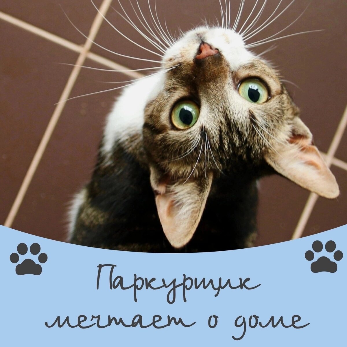 Кот Паркурщик ищет дом ❤️🐾 | Приют для кошек 