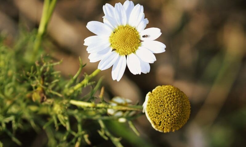 Фото pixabay.com