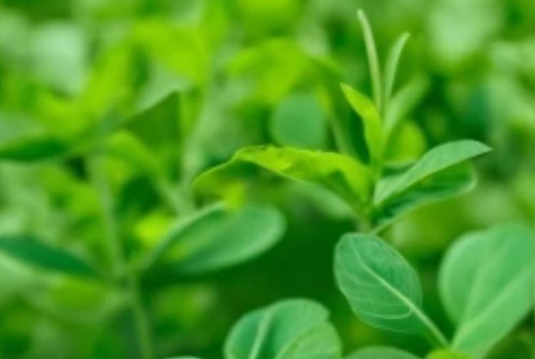    В Тюменской области запланировано производство кормов искусственной сушки из люцерны