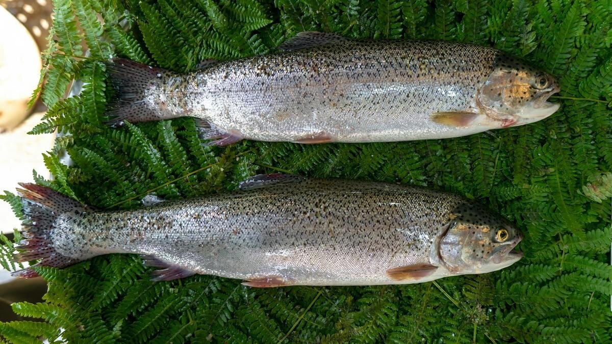    Форель на листьях папоротника:Unsplash/ Akbar Nemati