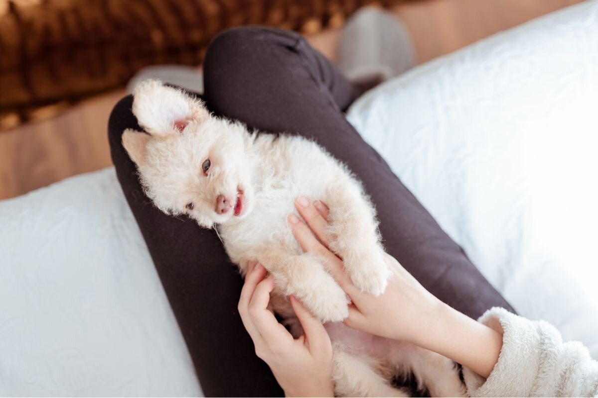 Щенок на коленях у хозяйки 